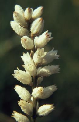 Aletris farinosa L. (white colicroot), close-up of flowers 