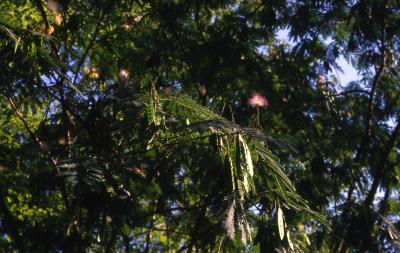 Albizia julibrissin Durazz. (silk-tree), fruits and leaves 
