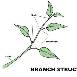 Branch Structure Illustration 