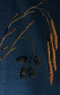 Alnus B. Ehrh. (alder), catkins and fruits 