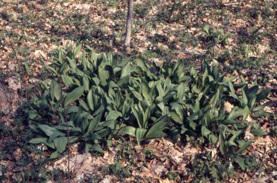 Allium tricoccum Aiton (ramps), habit