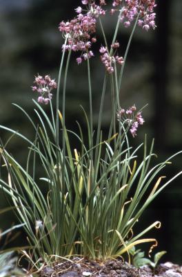 Allium cernuum Roth. (nodding wild onion), habit