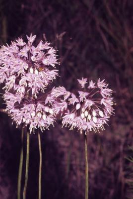 Allium cernuum Roth. (nodding wild onion), flowers