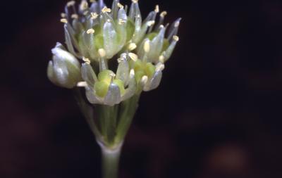 Allium tricoccum var. burdickii Hanes (narrowleaf wild leek), close-up of inflorescence 