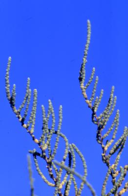 Allenrolfea occidentalis (S. Watson) Kuntze (iodinebush), branches
