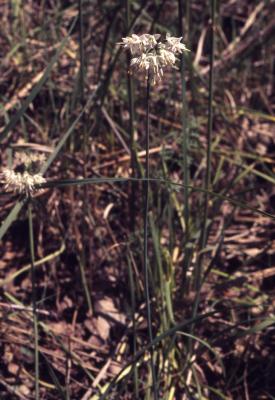 Allium cernuum Roth. (nodding wild onion), habit, flowers, and leaves