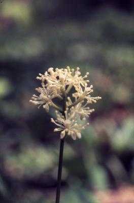 Allium stellatum Nutt. ex Ker Gawl. (prairie onion), flowers