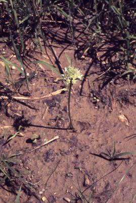 Allium tricoccum Aiton (ramps), flower scape