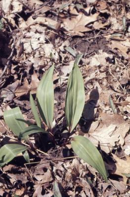 Allium tricoccum Aiton (ramps), leaves