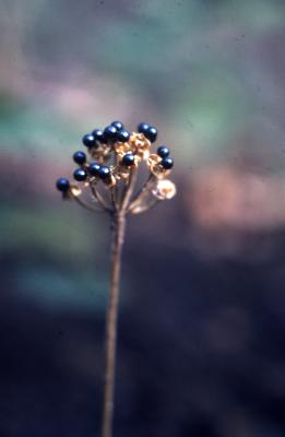 Allium tricoccum var. burdickii Hanes (narrowleaf wild leek), fruits