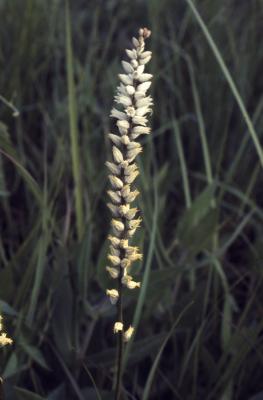 Aletris farinosa L. (white colicroot), flowers 