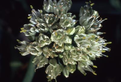 Allium fistulosum L. (welsh onion), close-up of flowers