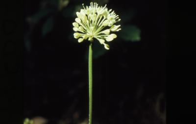 Allium tricoccum Aiton (ramps), inflorescence 