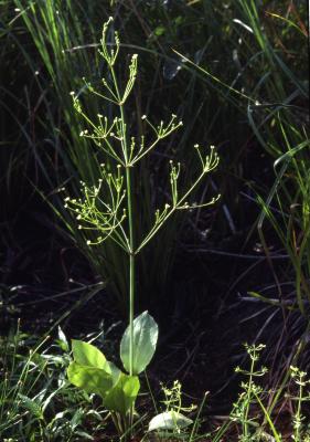 Alisma subcordatum Raf. (common water-plantain), flowers and leaves 