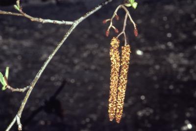 Alnus glutinosa (L.) Gaertn. (European black alder), catkins and twigs 
