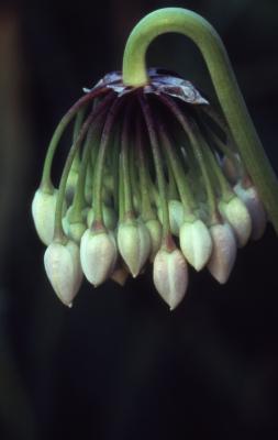 Allium cernuum Roth. (nodding wild onion), close-up of buds