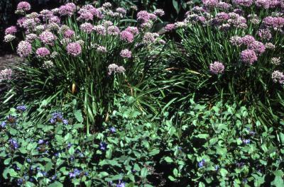 Allium senescens ssp. montanum ‘Summer Beauty’ (Summer Beauty German garlic), plants in flower and 
Ceratostigma plumbaginoides Bunge (leadwort), flowering plants
