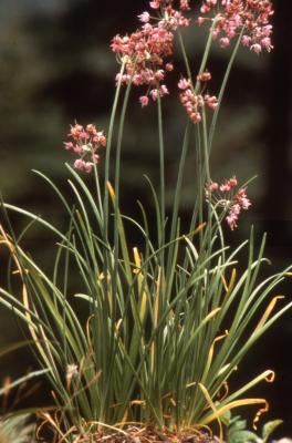 Allium cernuum Roth. (nodding wild onion), habit