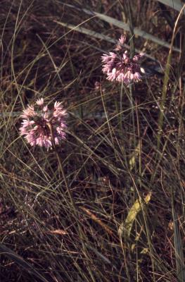 Allium cernuum Roth. (nodding wild onion), habit, leaves and flowers 