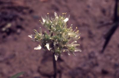 Allium tricoccum Aiton (ramp), flowers