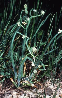 Allium fistulosum L. (welsh onion), flowers and leaves 