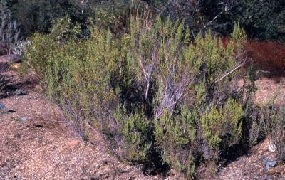 Allenrolfea occidentalis (S. Watson) Kuntze (iodinebush), habit and branches
