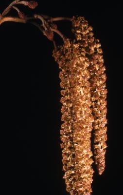 Alnus glutinosa (L.) Gaertn. (European black alder), catkins
