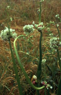 Allium canadense L. var. mobilense (Regel) Ownbey, habit