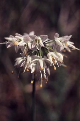 Allium cernuum Roth. (nodding wild onion), flowers