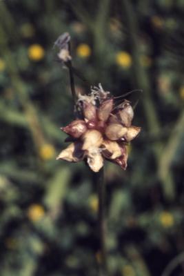 Allium vineale L. (wild garlic), fruits