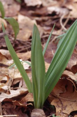 Allium vineale L. (wild garlic), leaves