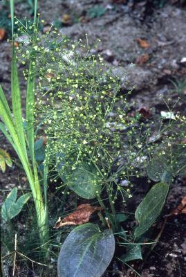 Alisma subcordatum Raf. (common water-plantain) flowers, leaves, and habit
