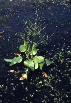 Alisma subcordatum Raf. (common water-plantain), flowers, leaves, and habit

