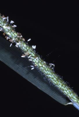 Alopecurus aequalis Sobol. (shortawn foxtail), flowers on stem