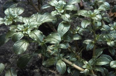 Amaranthus graecizans L. (Mediterranean amaranth), leaves