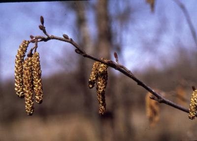 Alnus serrulata (Ait.) Willd. (hazel alder), catkins and flowers