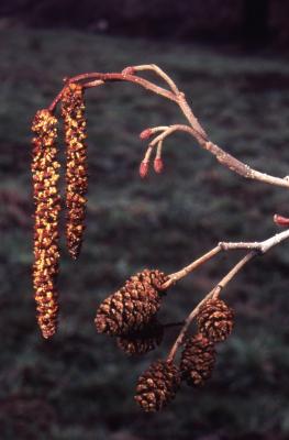 Alnus glutinosa (L.) Gaertn. (European black alder), flowers and fruits
