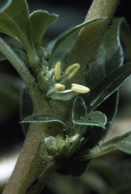 Amaranthus graecizans L. (Mediterranean amaranth), flower and stem