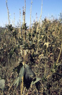 Ambrosia trifida L. (great ragweed), leaves and flower spikes