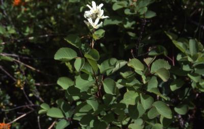 Amelanchier alnifolia Nutt. (Saskatoon serviceberry), flowers and leaves 