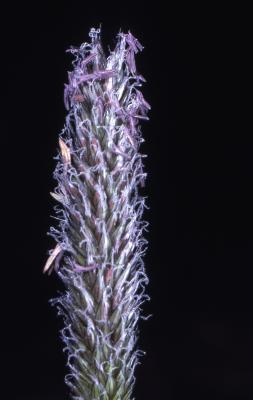 Alopecurus pratensis L. (meadow foxtail), flower stalk