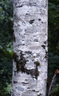 Alnus rubra Bong. (red alder), bark