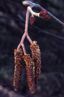 Alnus incana ssp. rugosa (Du Roi) R. T. Clausen (speckled alder), catkins and female flowers 