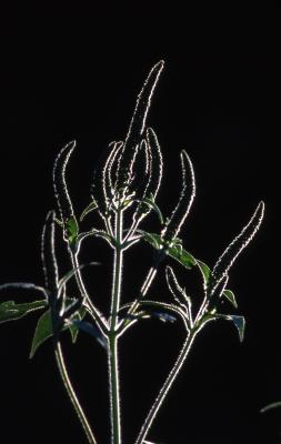 Ambrosia trifida L. (great ragweed), flower spikes