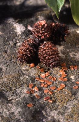 Alnus incana ssp. rugosa (Du Roi) R. T. Clausen (speckled alder), fruits and seeds