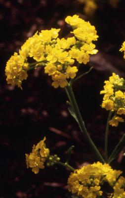 Aurinia saxatilis (L.) Desv. (goldentuft), flowers