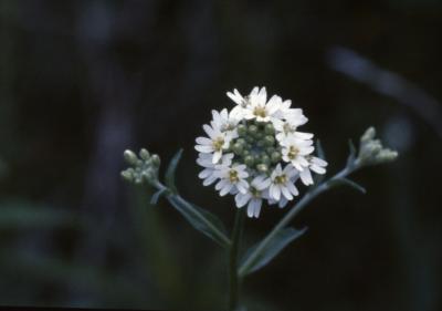 Berteroa incana (L.) DC. (Hoary alyssum), flower