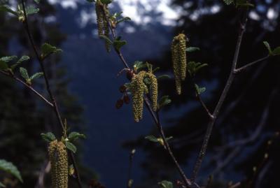 Alnus viridis ssp. sinuata (Regel) A. Löve & D. Löve (Sitka alder), catkins and emerging leaves