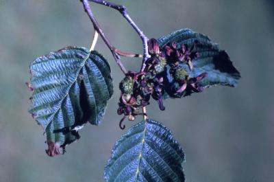 Alnus incana ssp. rugosa (Du Roi) R. T. Clausen (speckled alder), leaves and female flowers 