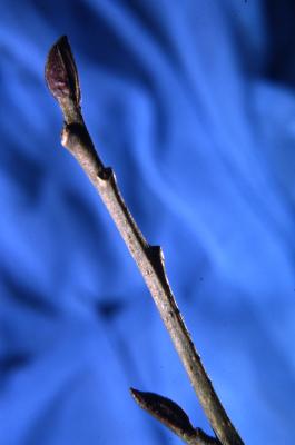 Alnus glutinosa (L.) Gaertn. (European black alder), twig
